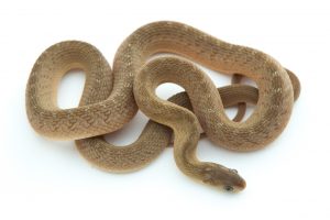 Egg eating snake
