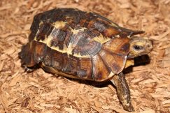 hingeback tortoise for sale