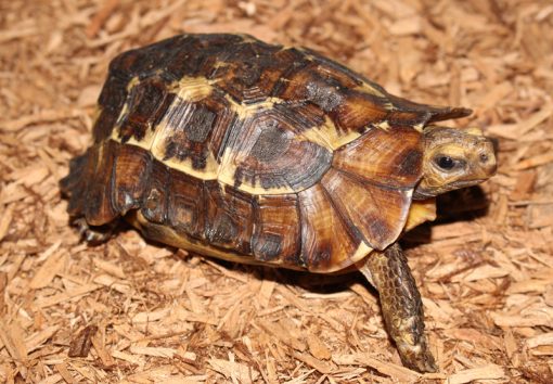 hingeback tortoise for sale