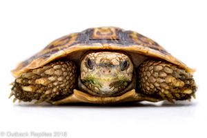 pancake tortoises for sale