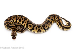 pastel leopard ball python for sale