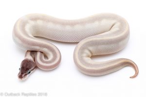 purple passion ball python for sale