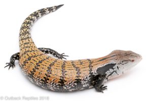 sorong blue tongue skink
