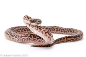 spotted python for sale
