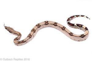 suriname redtail boa for sale