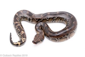 black blood python for sale