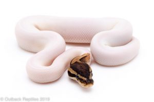 piebald ball python pied