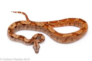 hypo hog island boa