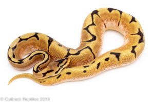 orange dream spider ball python