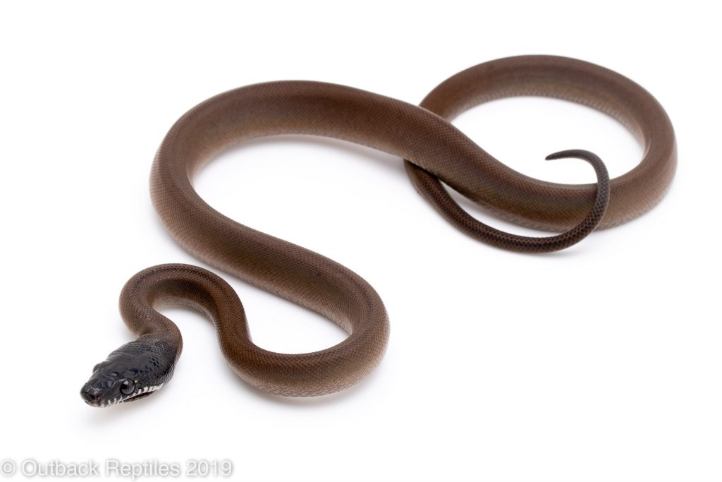 white lipped python male | Outback Reptiles