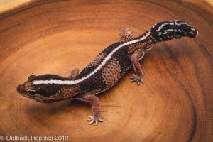 Fat Tailed Gecko