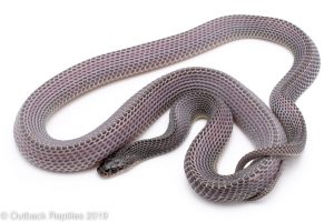 African file snake
