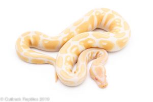 albino ball python