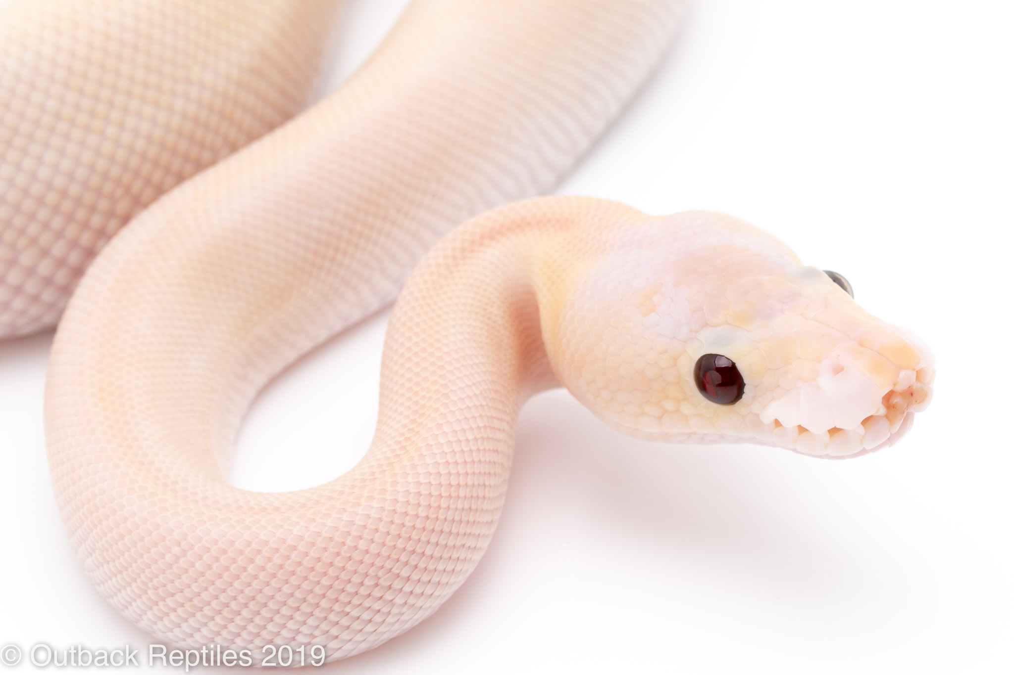 Pastel Champagne Ball Python