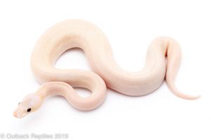Banana Super Pastel Champagne
