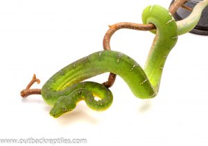 emerald tree boa for sale