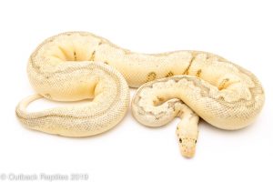 Killer bee clown ball python