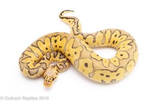 Killer clown ball python