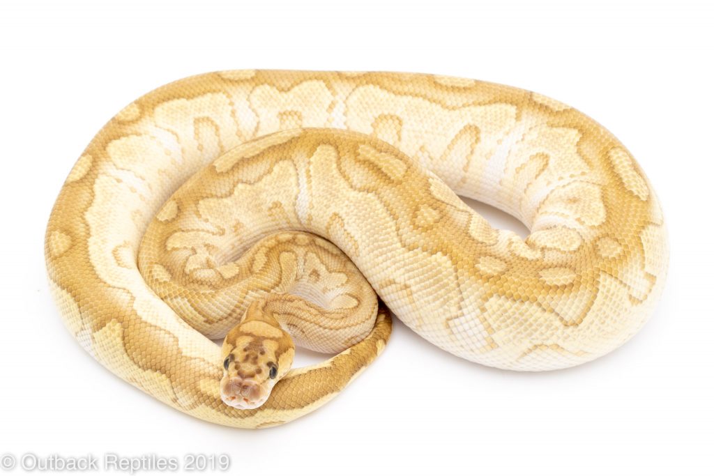Lesser clown | Outback Reptiles