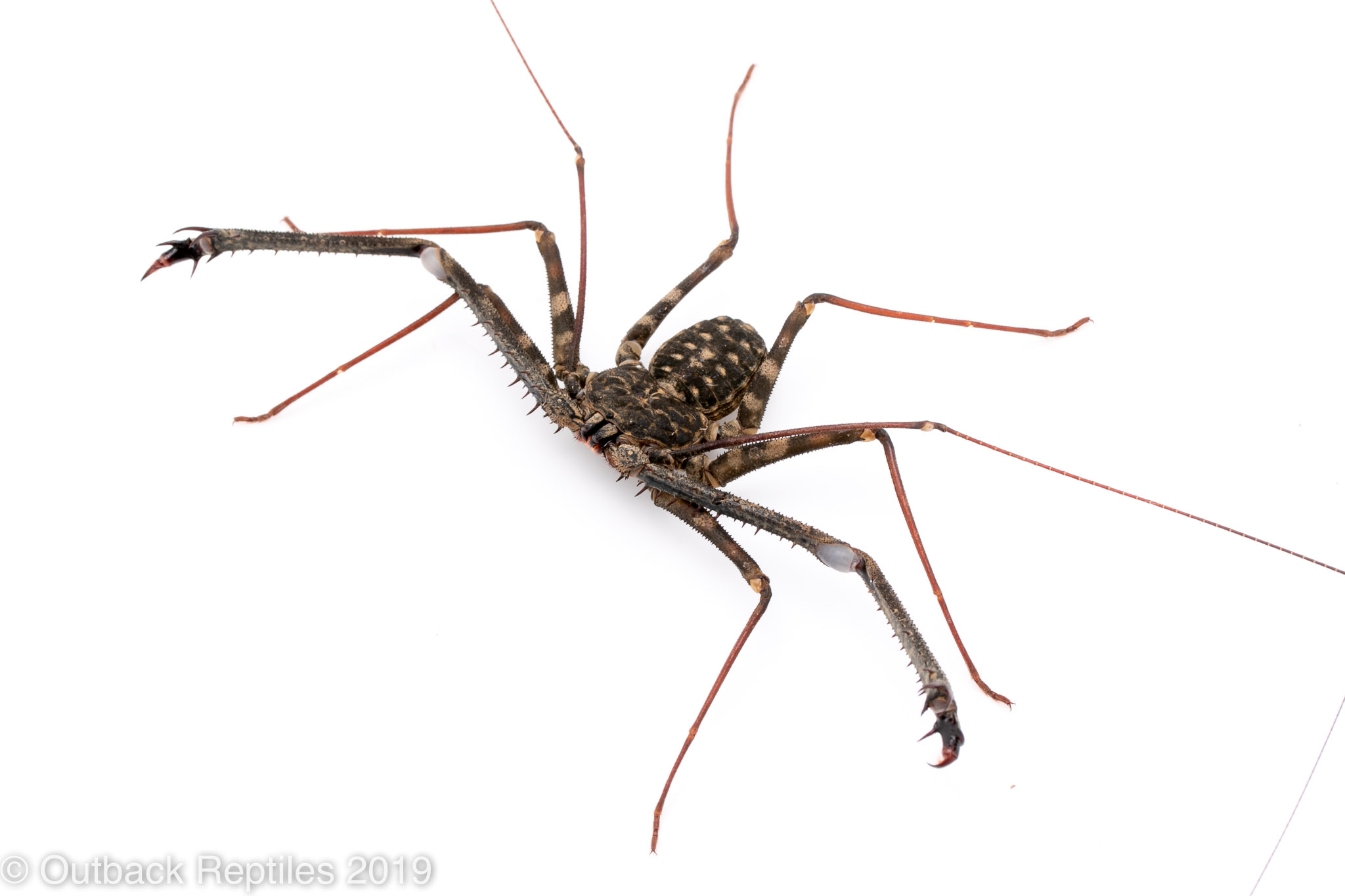 Whip Scorpion2 Outback Reptiles