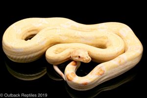 Albino boa constrictor