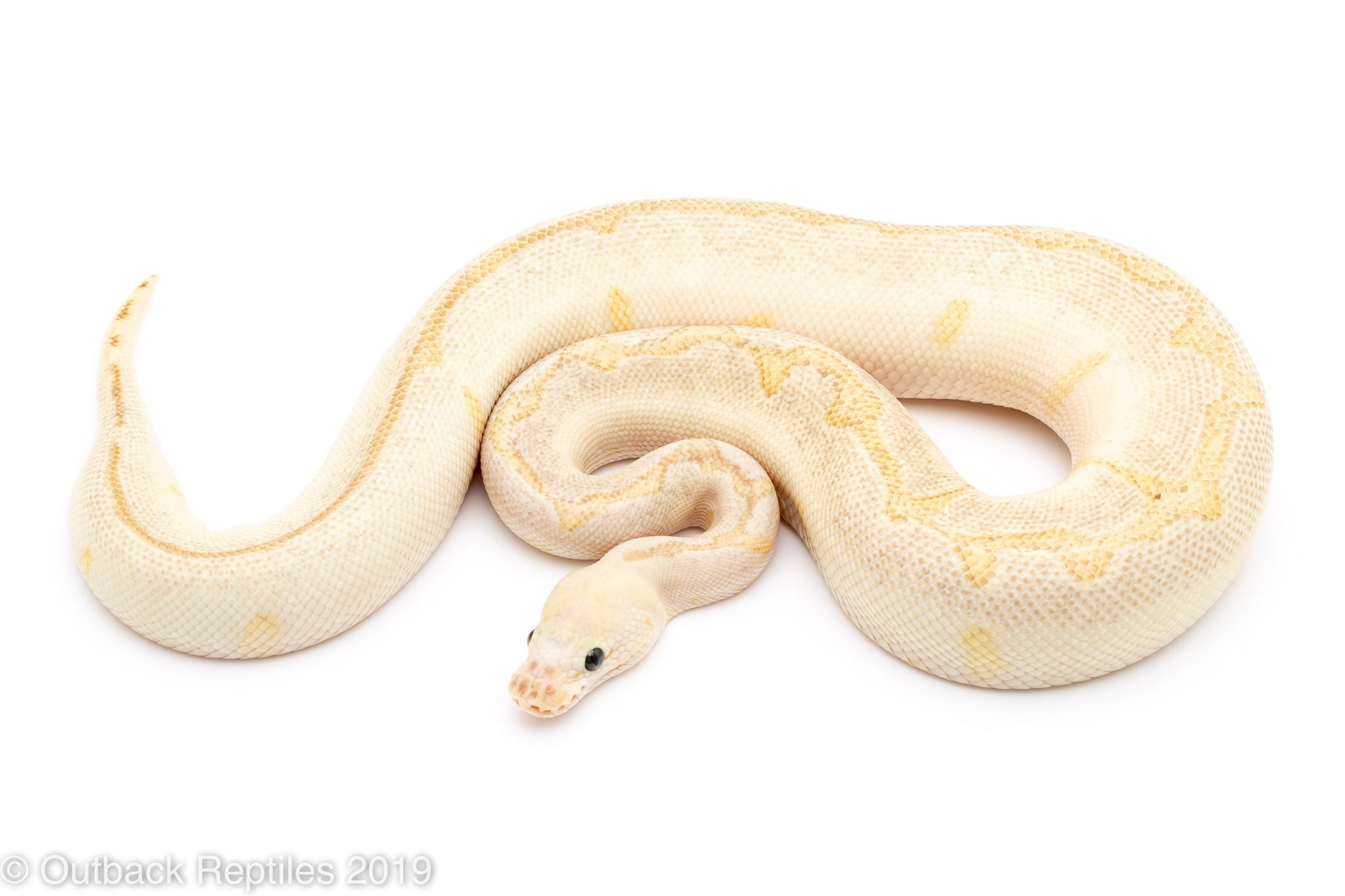 Killer Bee Lesser Clown | Outback Reptiles