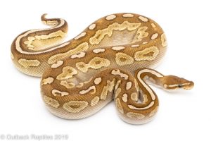 Lithium Ball Python