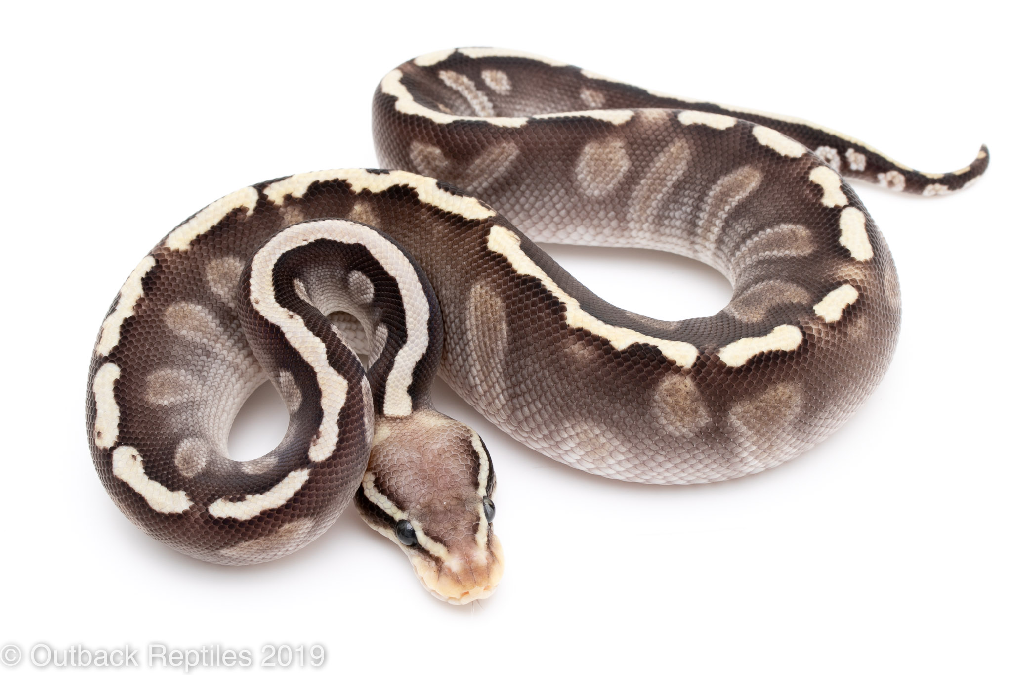 Pastave ghi male | Outback Reptiles