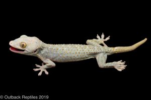 Emerald Tokay gecko morph
