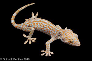 Tokay gecko morph