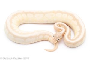 Crystal Bumblebee ball python