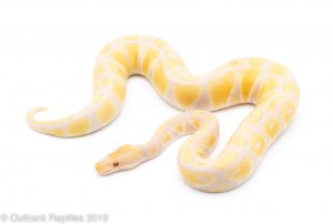 candino ball python