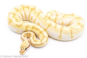 ghost butter stinger bee