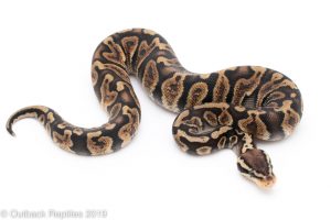 Pastel GHI ball python