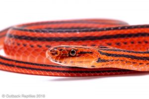 bothropthalmus lineatus red and black striped snake