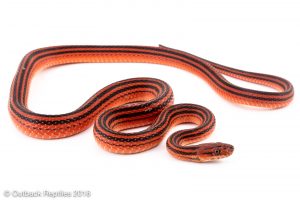 bothropthalmus lineatus red and black striped snake