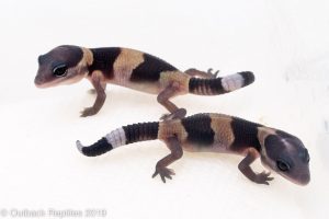 Baby Fat Tail Gecko