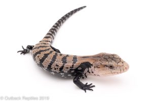 Halmahera Blue Tongue Skink Baby