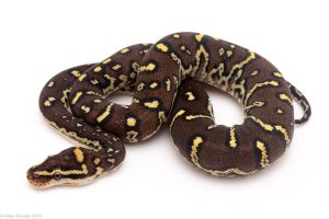Angolan Python