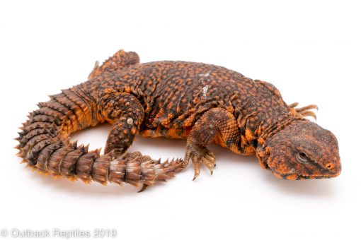 Red saharan uromastyx for sale