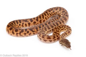 Stimsons Python