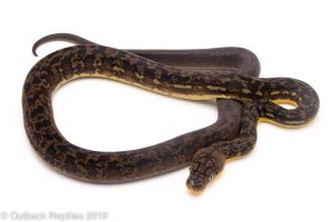 Timor Python
