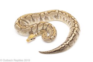 Pastel enchi bamboo ball python