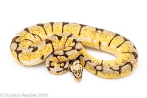 bumblebee enchi ball python