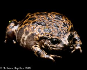 Madagascar Rain Frog