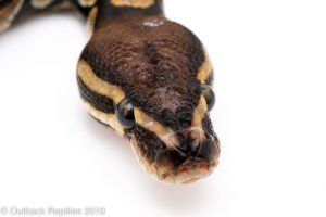 scaleless head ball python - ball python care guide