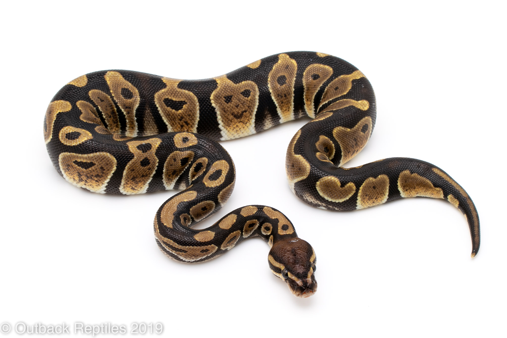 scaleless het gstripe | Outback Reptiles