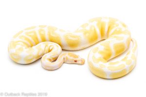 Albino Ball Python