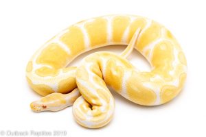 Albino Ball Python