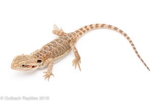 Baby Bearded Dragon for Sale